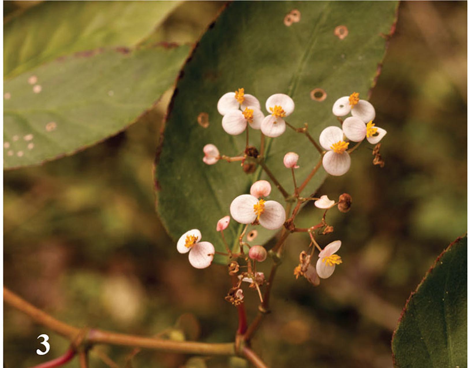 B. peruviana